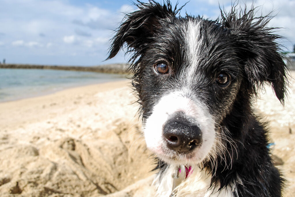Harbour View Guest House Brixham | The Best Dog Friendly Stay in Brixham Dog-friendly beaches in Brixham-dog friendly-guest-houses