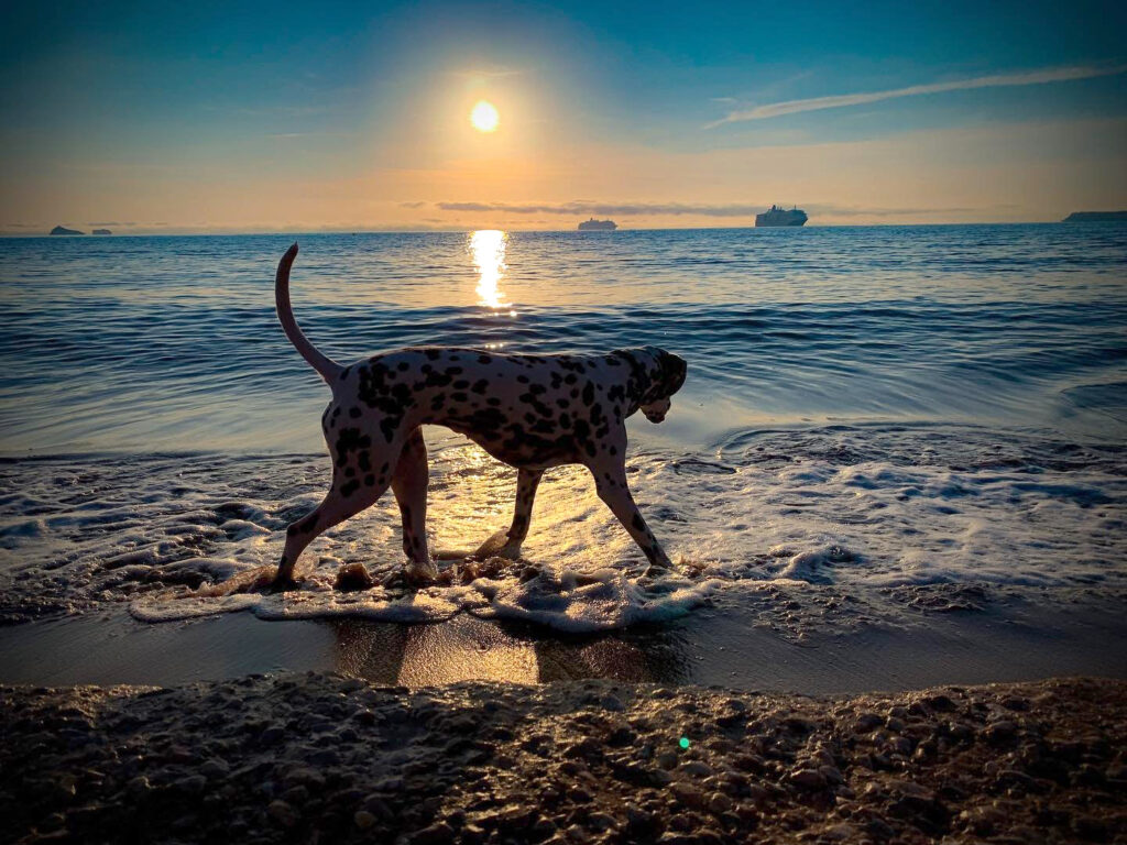 Harbour View Guest House Brixham | brixham photography Dog-friendly beaches in Brixham