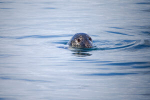 Seals in Brixham 
