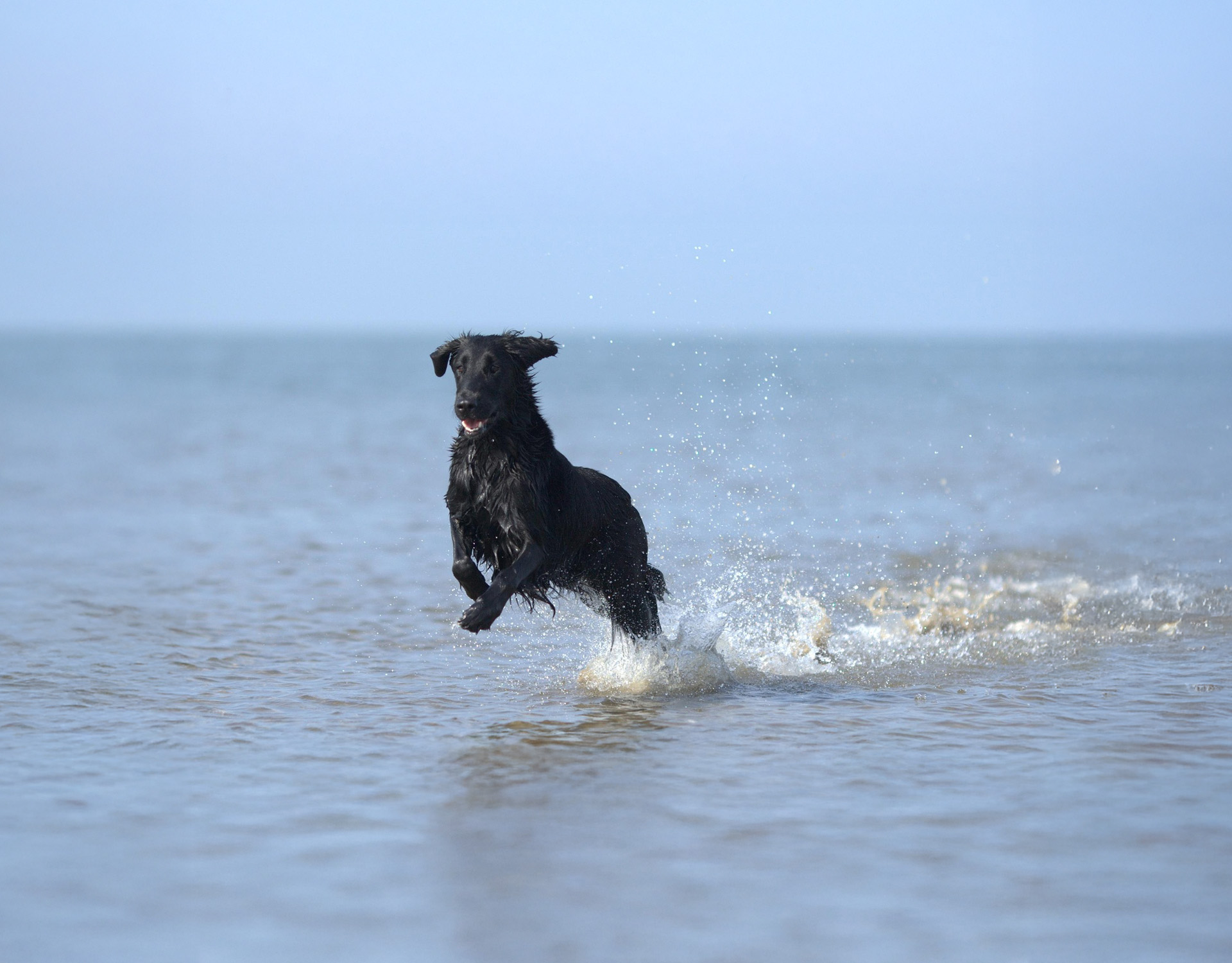 Harbour View Guest House Brixham | The Best Dog Friendly Stay in Brixham Harbour View Guest House Brixham | The Best Dog Friendly Stay in Brixham