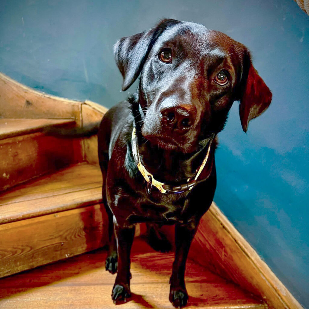 Harbour View Guest House Brixham | The Best Dog Friendly Stay in Brixham Harbour View Guest House Brixham | The Best Dog Friendly Stay in Brixham